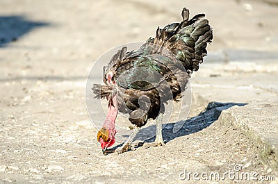 Transylvanian Naked Neck chicken Stock Photo