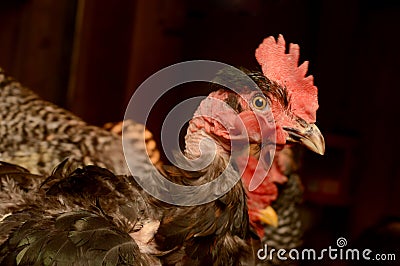 Transylvanian Naked Neck Turken Stock Photo