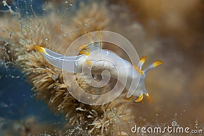 Trapania invertebrate walking on the sponge Stock Photo