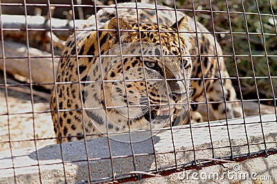 Trapped Angry Cheetah Stock Photo