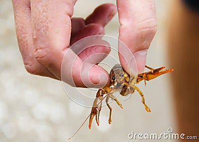 Trapped Crayfish Stock Photo