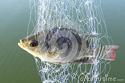 Trapped in trawl Stock Photo