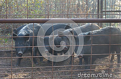 Trapped Wild Hogs Stock Photo