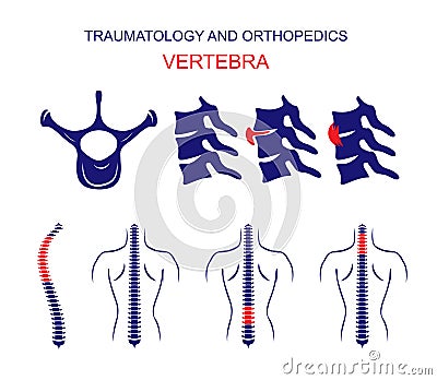 TRAUMATOLOGY AND ORTHOPEDICS. The SPINE. VERTEBRA. Vector Illustration