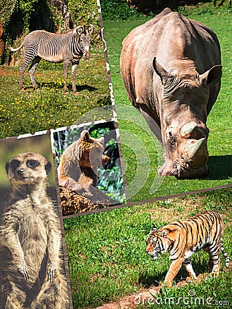 Travel concept with photos collage wild african animal Stock Photo