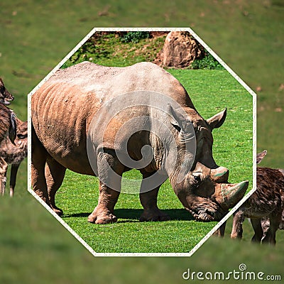 Travel concept with photos collage wild african animal Stock Photo