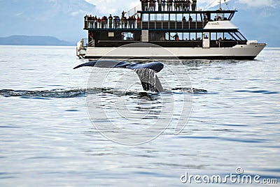 Travel Destination - Whale Watching Adventure Editorial Stock Photo