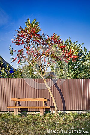 Travel ideas. One Empty Park Bench Under Red Acacia Tree Against High Fence Stock Photo