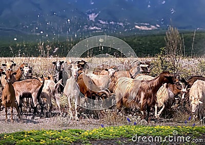 herd of goats and sheep grazing on hot summer day field near at the foot of Mount Olympus nature landscape wild flowers and herb Stock Photo