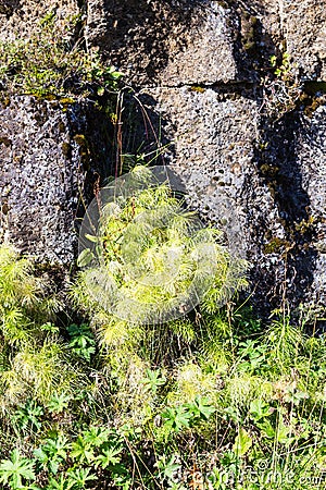 green rock wall of Almannagja Fault in Thingvellir Stock Photo