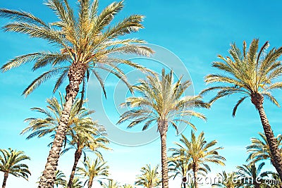 palm trees, blue sky background Stock Photo