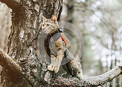 Traveler cat on a leash walking on tree. Stock Photo
