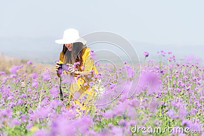 Traveler or tourism Asian women standing and holding camera take a photo flower in the purple verbena field in vacations time. Stock Photo