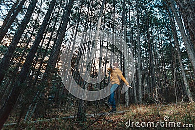 Traveler yellow jacket walks through the pine forest. Stock Photo