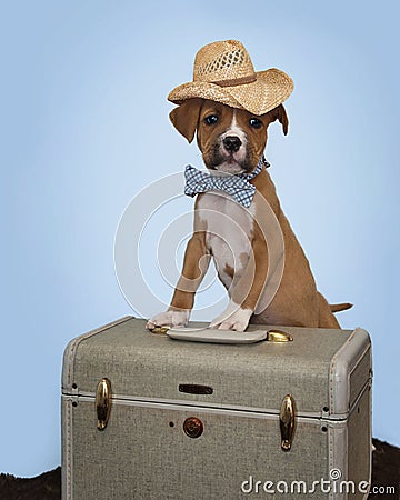 Traveling Boxer puppy all dressed up and ready to go home Stock Photo