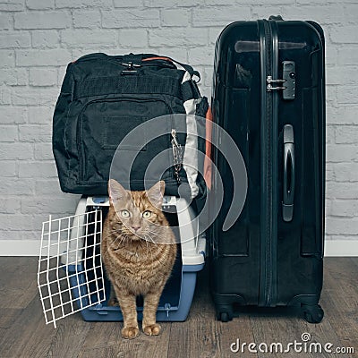 Traveling with a cat - ginger cat looking anxiously from a pet carrier next to a suitcase. Stock Photo