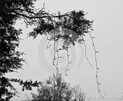 A traveling vine dangling from the cedar tree branch swaying in the wind Stock Photo