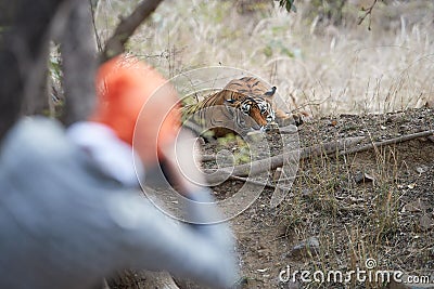 Traveller photographing bengal tiger, Panthera tigris, in dry forest of Ranthambore Stock Photo