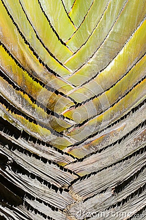 Travellers palm, ravenala madagascariensis Stock Photo