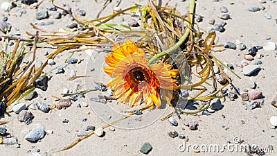 Sunflower washed ashore a sand beach Stock Photo