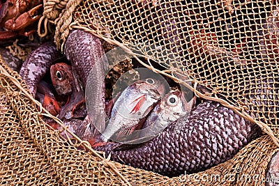 Trawl fisheries Stock Photo