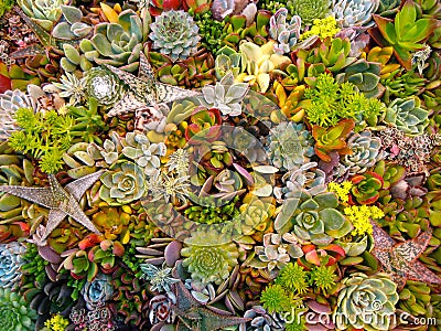 Tray of Assorted Colorful Succulents Stock Photo