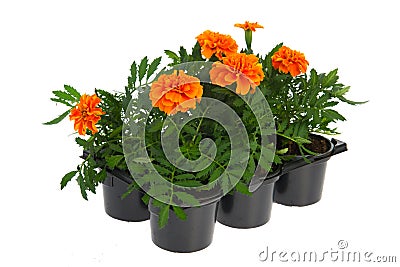 Tray orange Marigolds Stock Photo