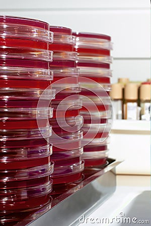 Tray of petri dishes Stock Photo