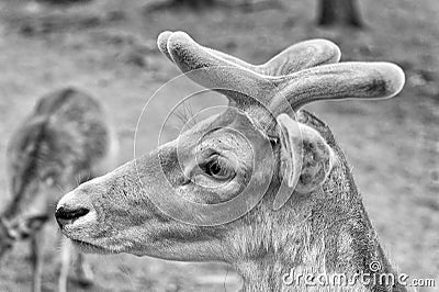 Treat animals the way you want to be treated. Roebuck or male buck roe deer species. Reddish wild deer animal with Stock Photo