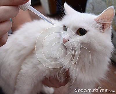 Cat, fluffy cat, treatment of the ears, veterinary science, medicine, cute, longhaired, Pets, face, inside ears, nose, mammal, whi Stock Photo