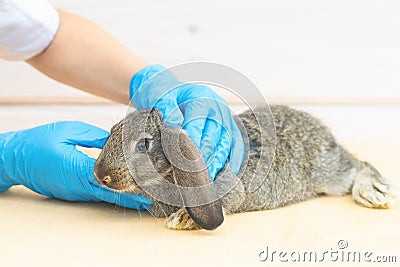 treatment, prevention of health of pet. animal in vet. prevention of disease, fleas, ticks Stock Photo