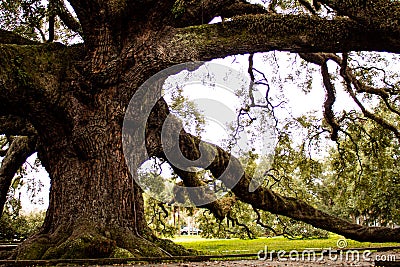 Treaty Oak in Jacksonville, Florida Stock Photo