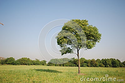 Tree Stock Photo