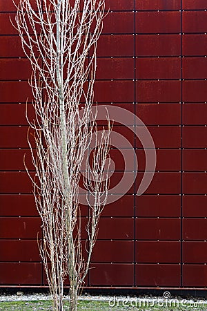 Tree Stock Photo