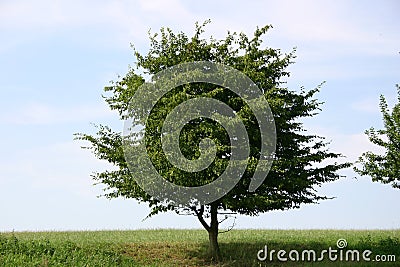 Tree Stock Photo