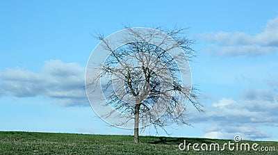 tree Stock Photo