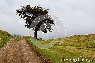 Dirt Road Lone Tree Stock Photo