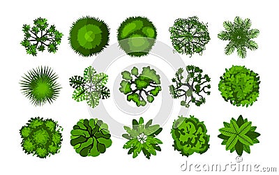 Tree from above. Top view of bushes for architectural and landscape planning, park and forest aerial map elements, green Vector Illustration