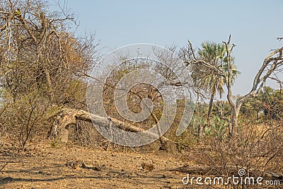 Elephant damage to the natural environment Stock Photo