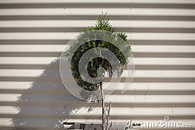 Tree against background of wall. Ornamental plant in pot Stock Photo