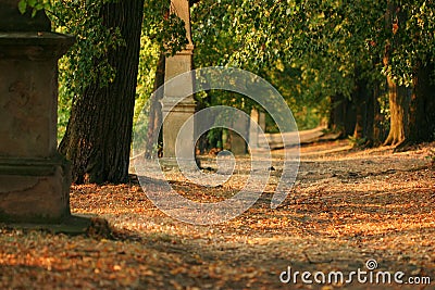 Tree alley at early evening Stock Photo