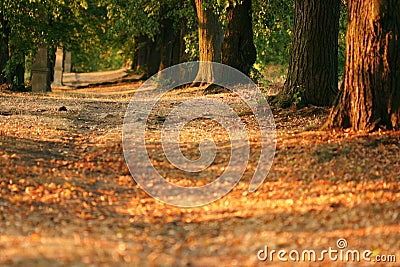 Tree alley at early evening Stock Photo