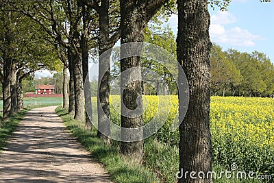 Tree alley with house Stock Photo