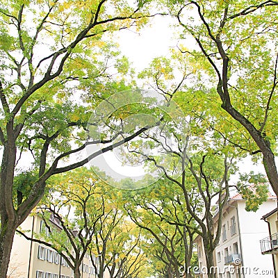 Tree alley in street Stock Photo