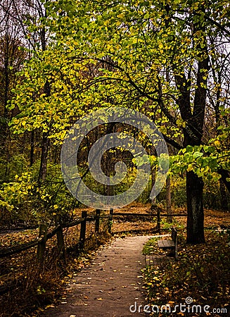 Tree along a path in Nixon Park, near York, Pennsylvania. Stock Photo