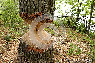 Tree - Ambitious Beaver Stock Photo