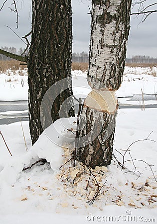 Tree - Ambitious Beaver Stock Photo