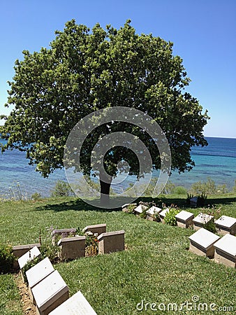 Tree amongst graves in Gallipoli Turkey Editorial Stock Photo