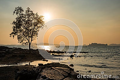 Tree by sea at sunset in Krabi Stock Photo