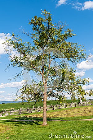 A tree at the Antietam National Battlefield in Sharpsburg, Maryland, USA Stock Photo